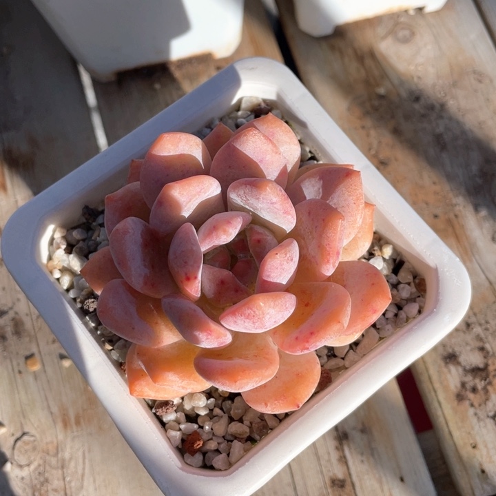 橙梦露学天使多肉植物