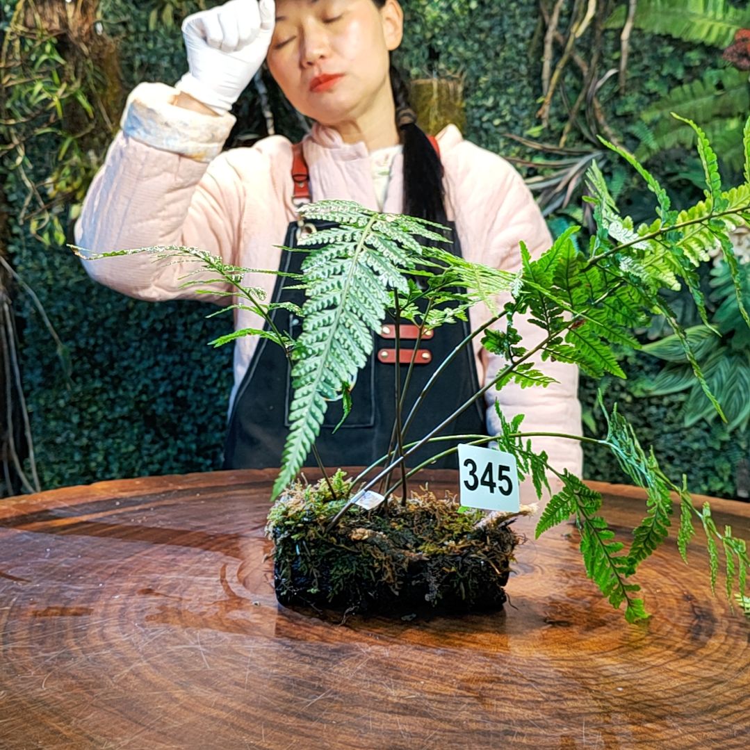 【闪购商品】345狼尾蕨