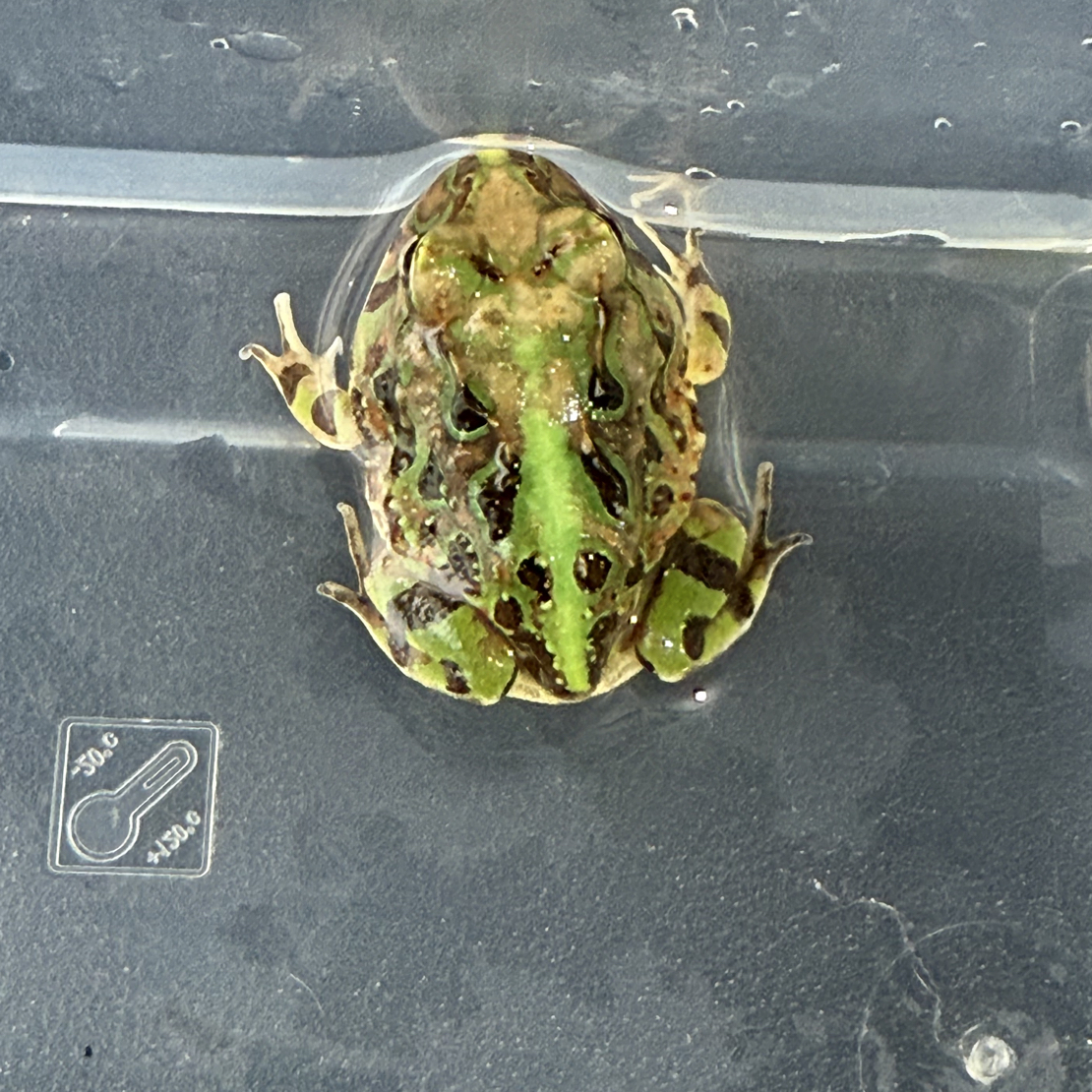 大津巴西角蛙一只