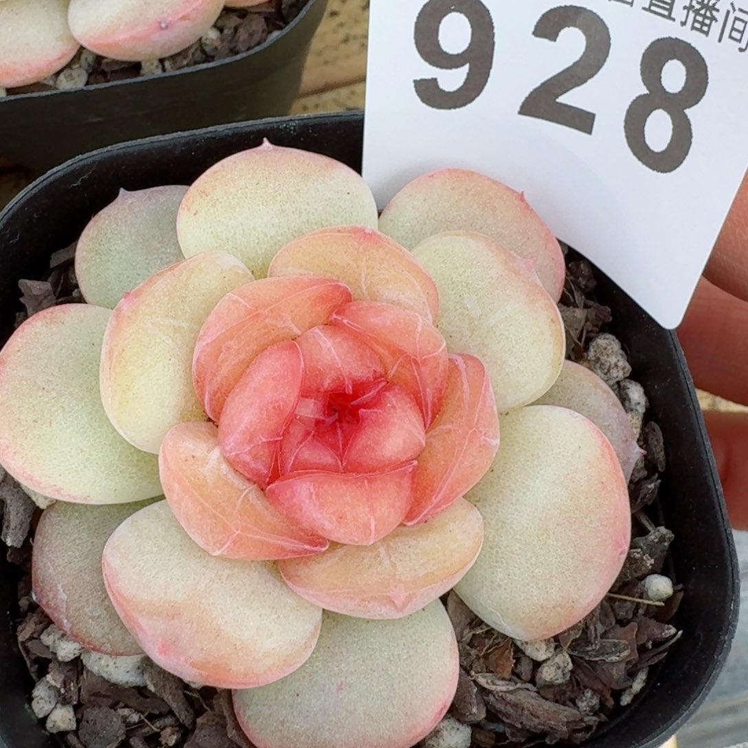 草****?甜美         精品多肉