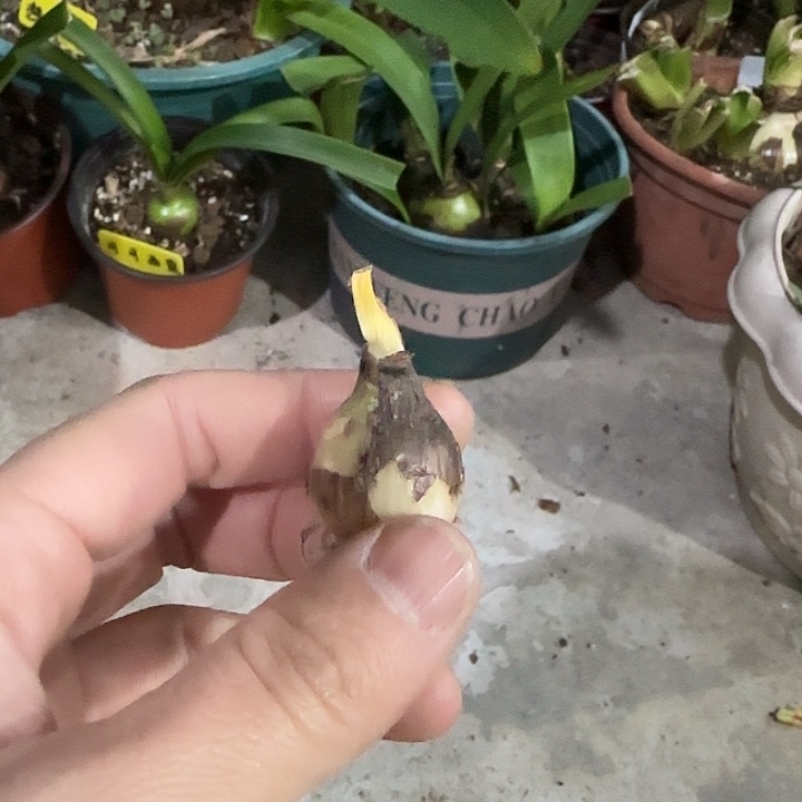 美人面2cm，裸球发货