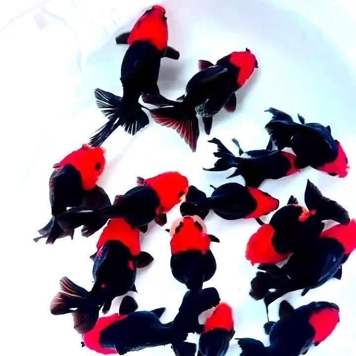 泰狮金鱼冷水观赏鱼活体好养耐活淡水鱼渔场直发鱼苗玛丽兰寿