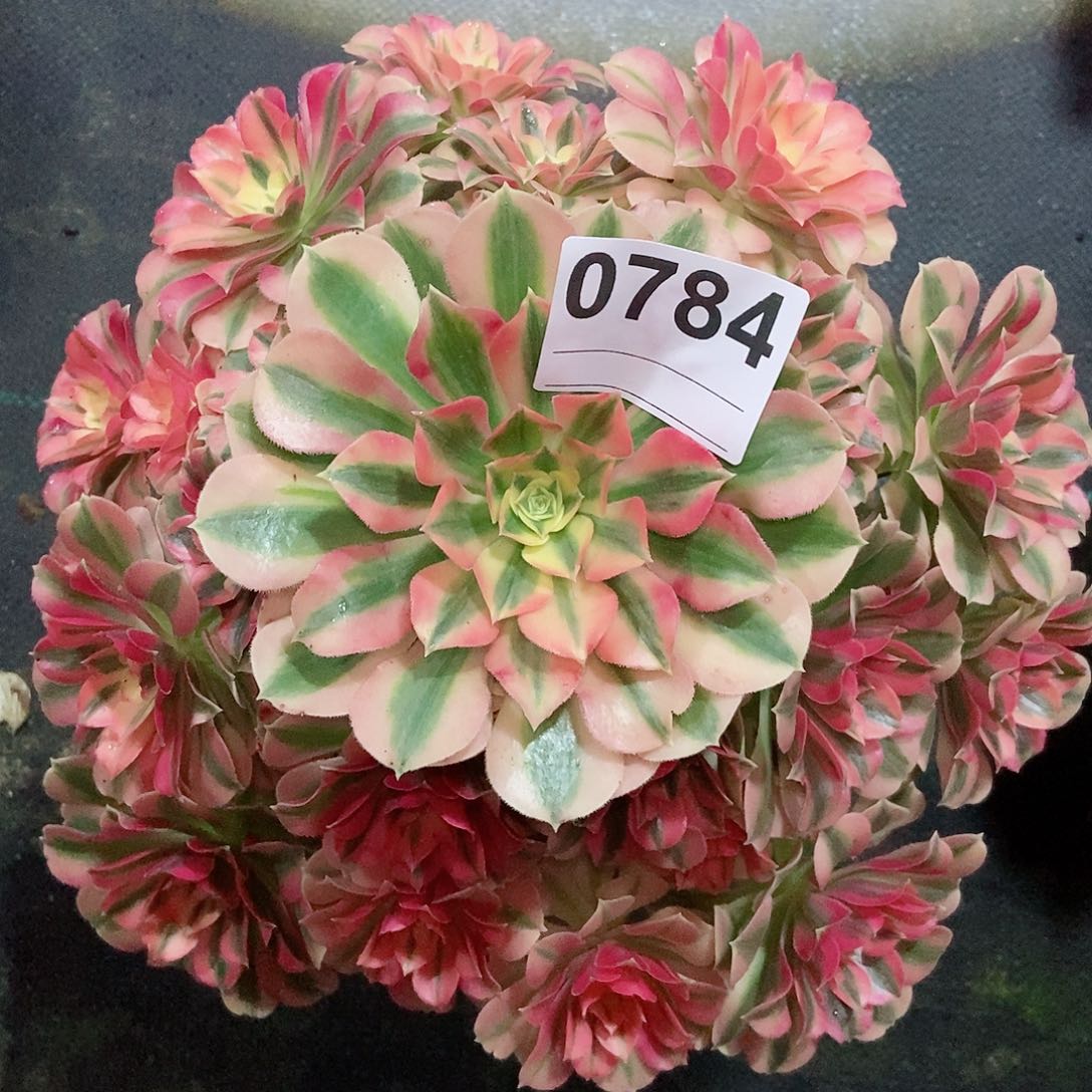 红陶0784粉女巫4多肉