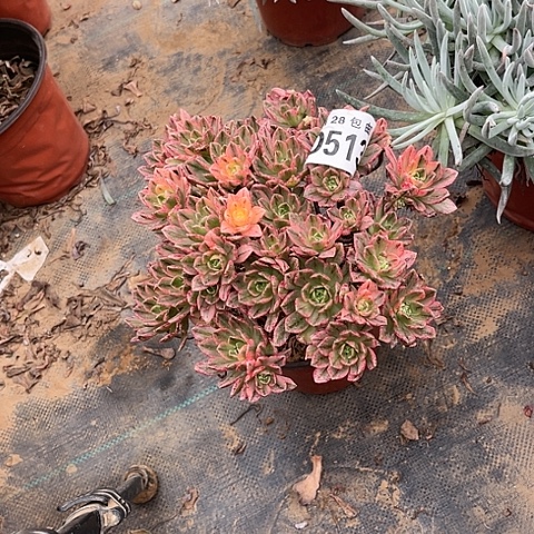 513甜茶不包断枝