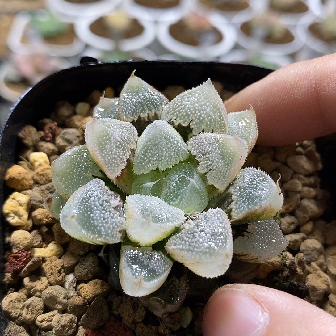 167全窗白帝城哈哈哈哈