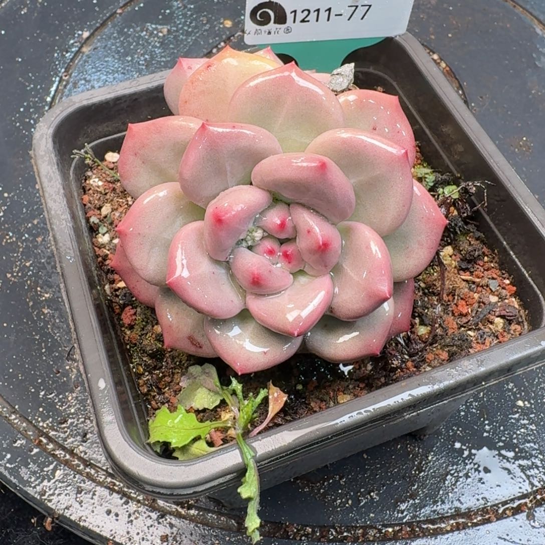 从前慢多肉精选编号1211.77