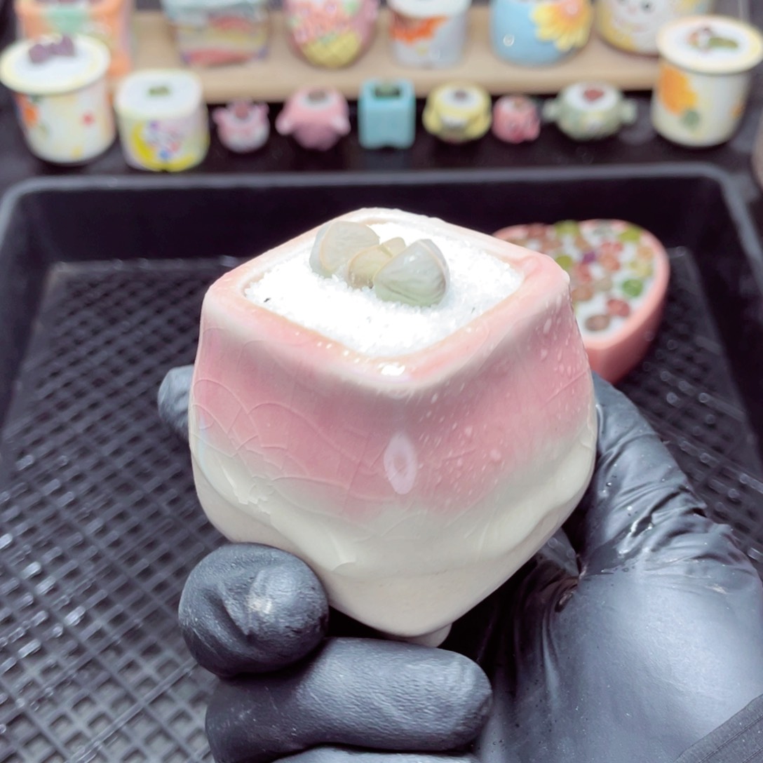 w1745--带盆土发货，零下地区拍保温箱