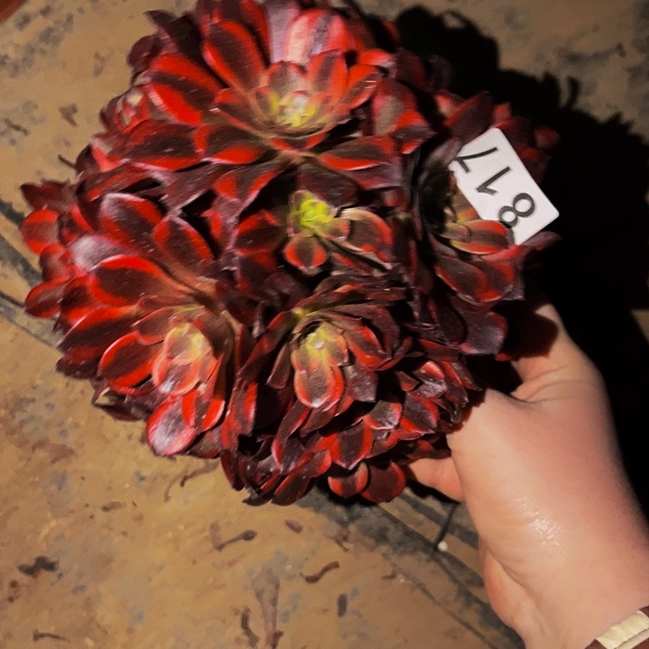 817安娜变异多肉植物处理不售后砍头丛林