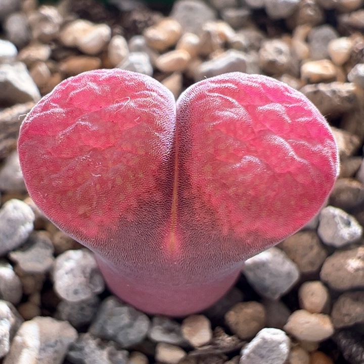 A654.  优选新品三年流沙超红窗风铃 上新中。  