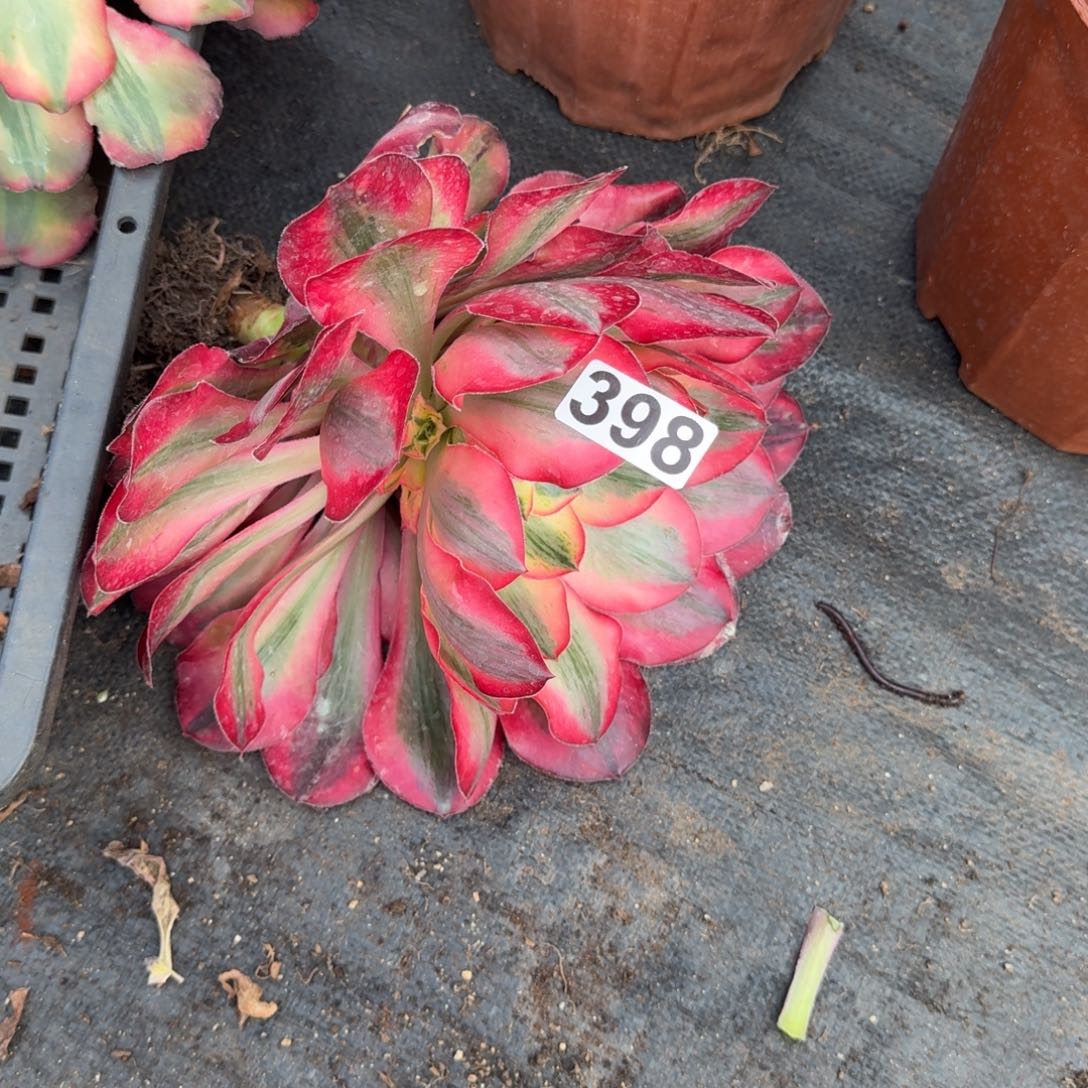 S***u398多肉植物爱丽丝