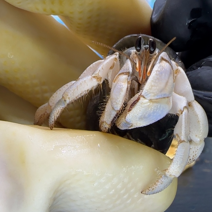 A86大眼 灰白1.6cm口径