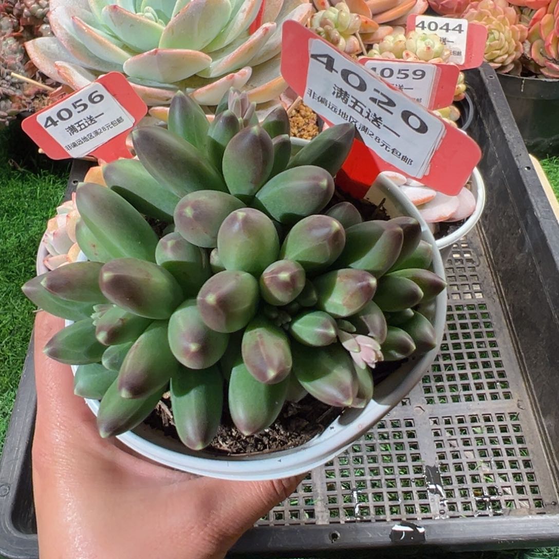 表妹精品多肉4020.