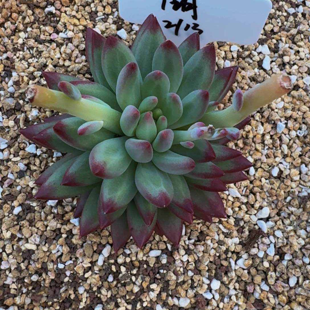 湖**色白体虞美人寄养111