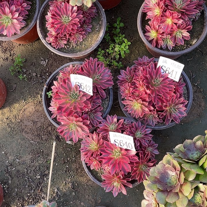 ****口640  641   642凤凰锦多肉植物    