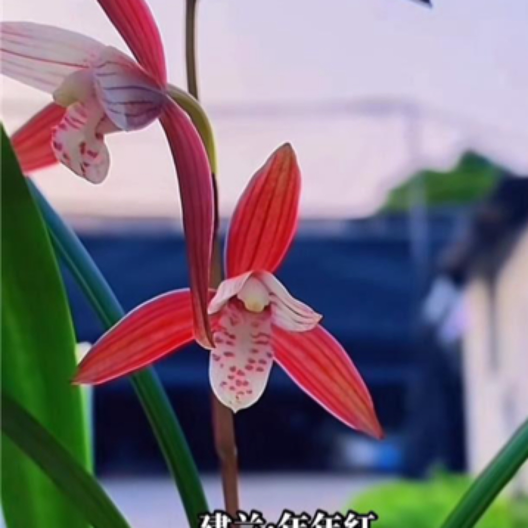 直播间（一物一拍）好养易活