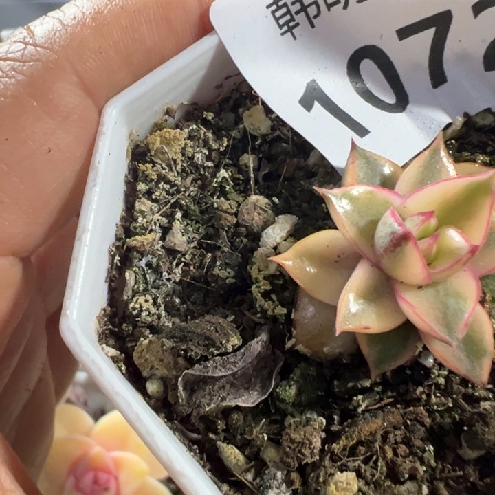 麒麟座锦多肉植物1072小