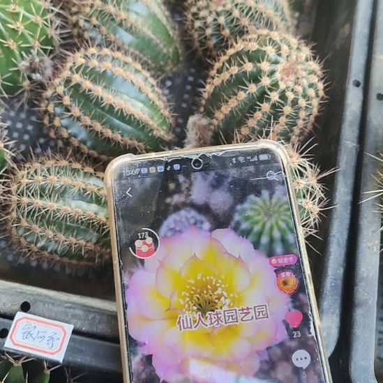 仙人球彩草曼藤花纹侧芽