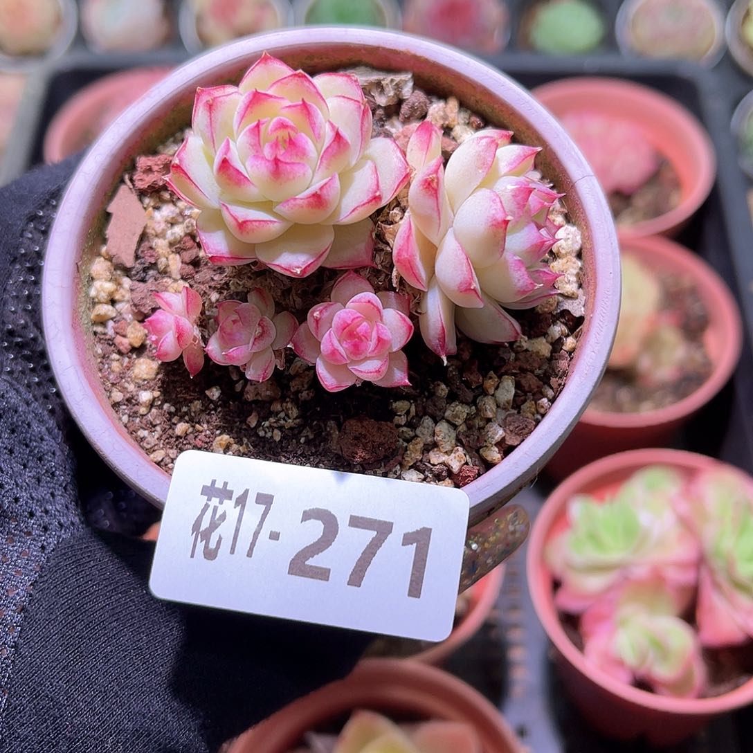 花利美17-271女王玫瑰不含盆