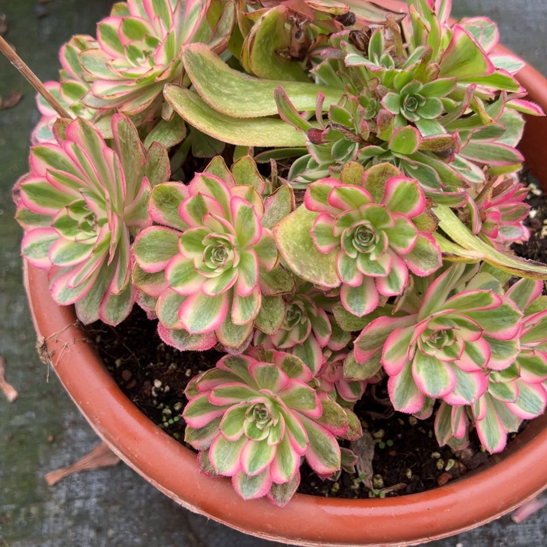 39半糖母本多肉椅子多肉