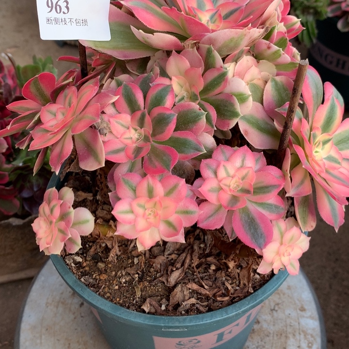 963粉女巫多肉植物