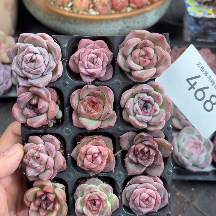 468。               
