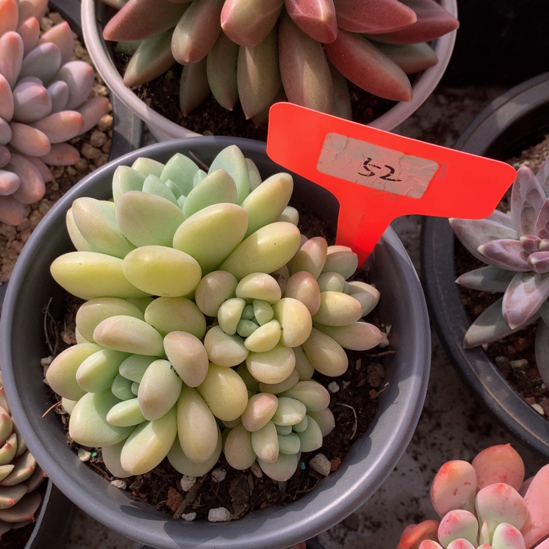 黄泡泡72636367337373¥