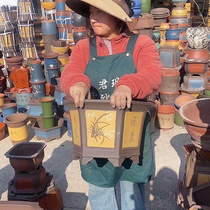 紫砂花盆盆栽花卉苗木种植