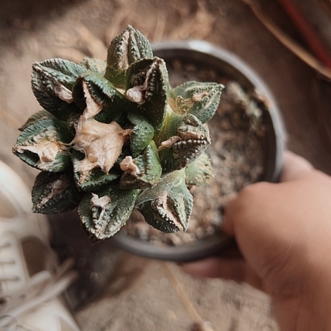 491处理仙人球的方法