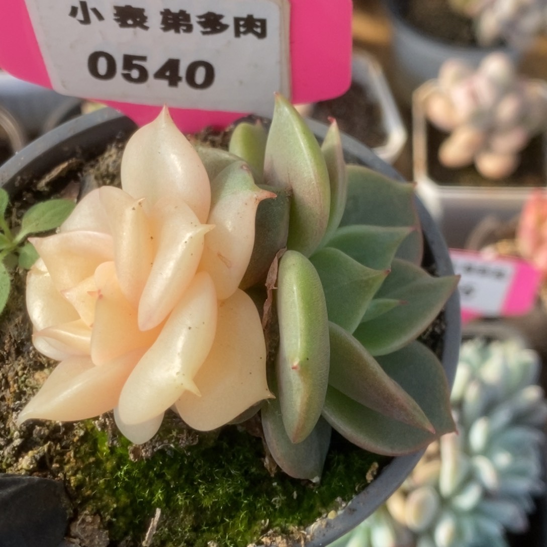 540贝加尔湖锦锦锦锦锦锦