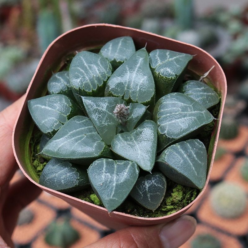 月影寿（满16包邮）十二卷玉露多肉植物