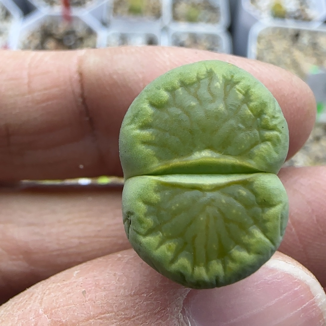 414 清框福利30包邮