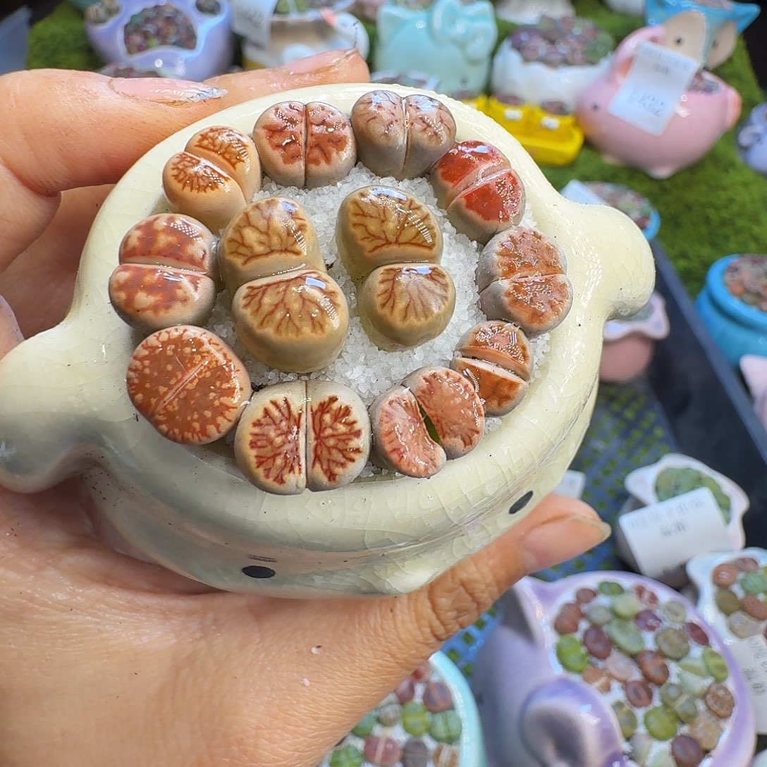 多肉植物开播福利冲1463