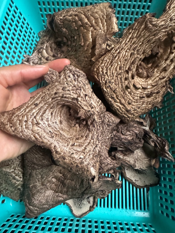 云南野生黑虎掌菌干货高原山货可炖汤送礼