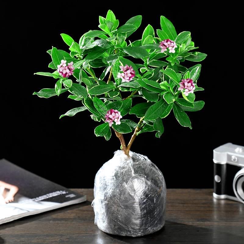 金边瑞香花瑞香耐寒四季常青年宵花室内开花浓香型常绿芳香传统花