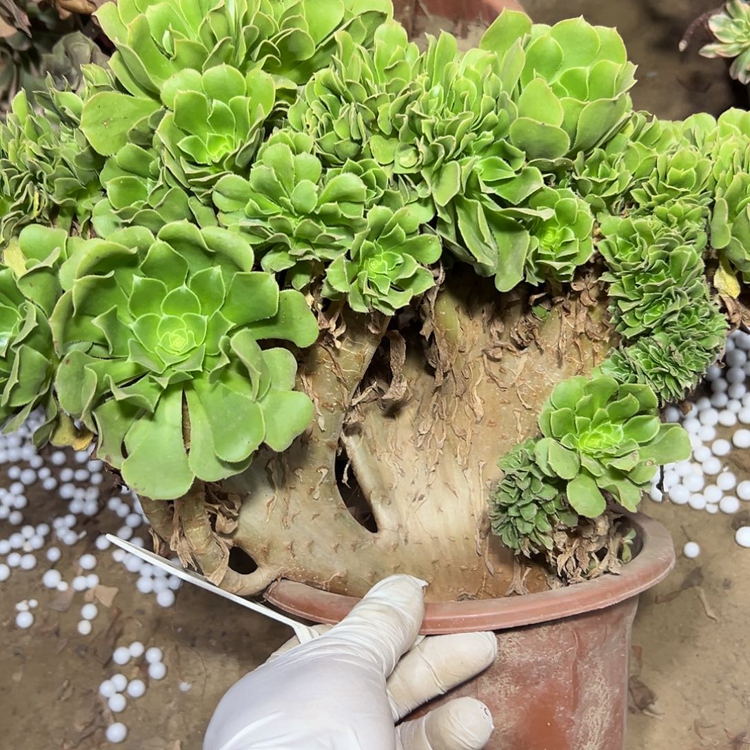 多肉07植物绿羊绒缀花