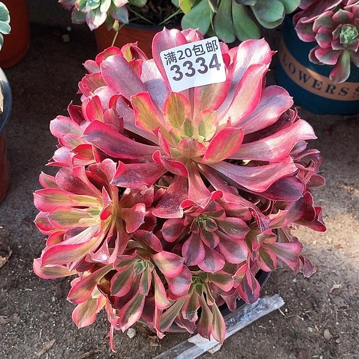 3334 一颗美杜莎法师