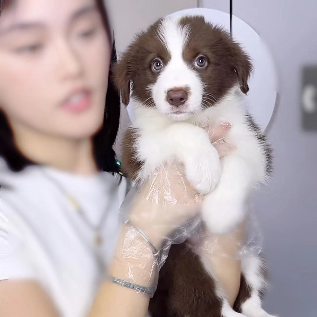 （实拍）咖啡边牧妹妹 201
