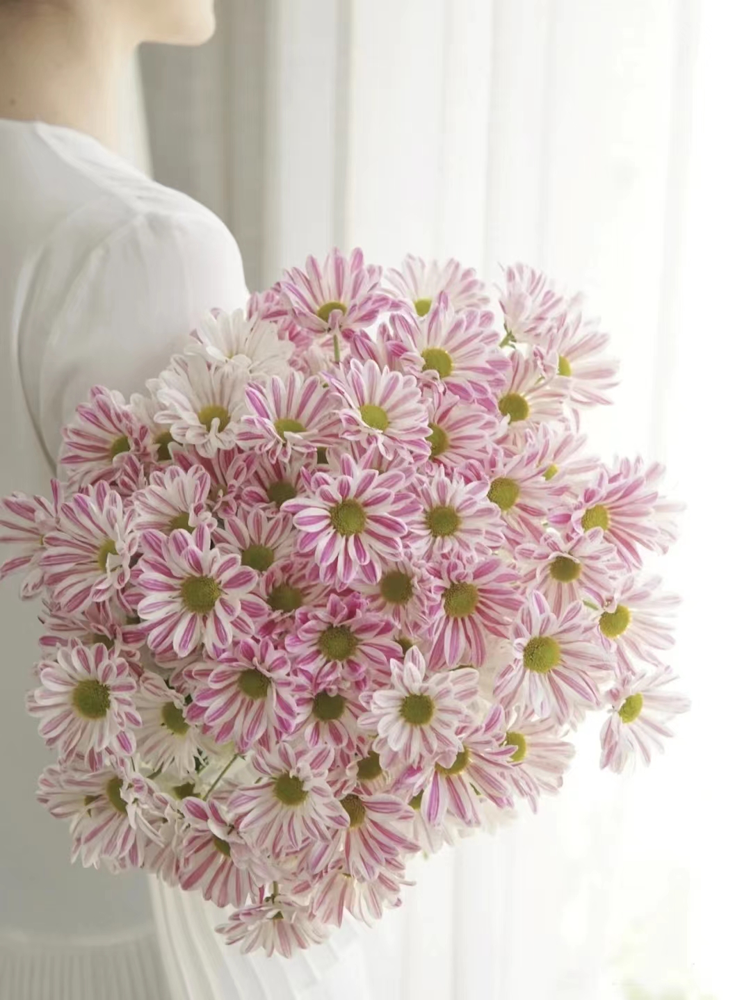 斑纹小雏菊一把（8到10支）   云南基地鲜花   家养    水养