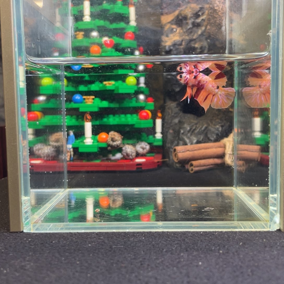 斗鱼十二月十四日竞价