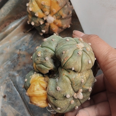 3813两个兜锦仙人球