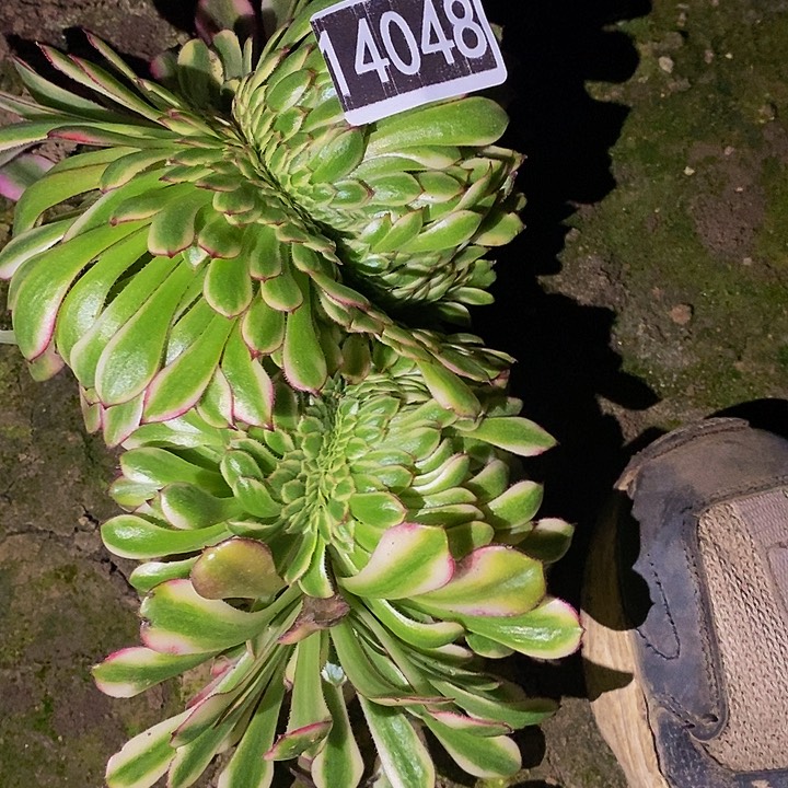 14048号舞天姬缀