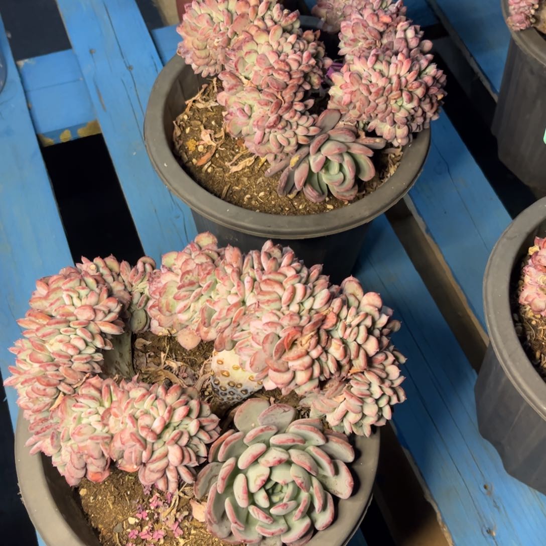 小雨多肉一物一拍玛瑙缀化