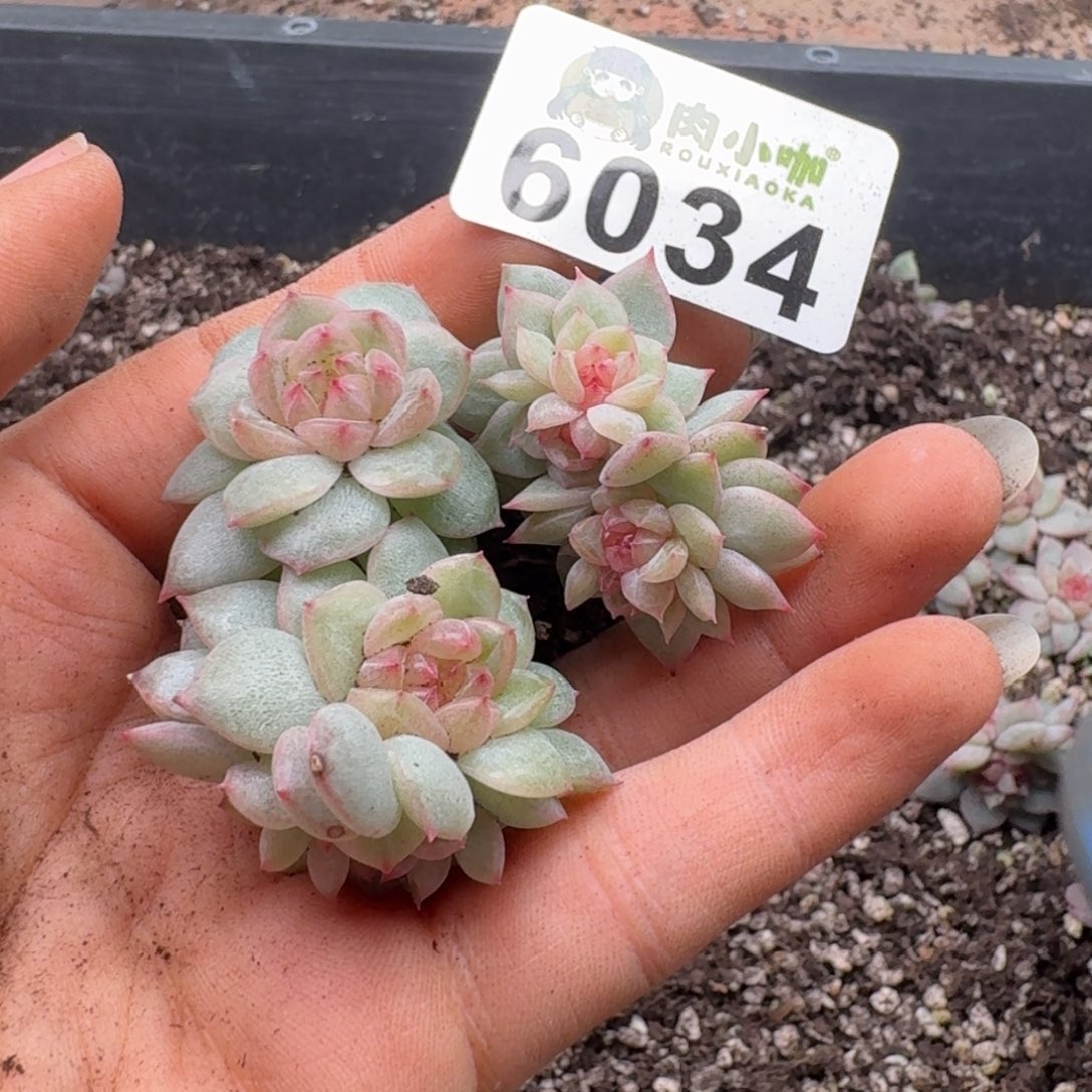 多肉植物多肉植物