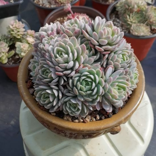 奶油贝瑞白覆轮锦群