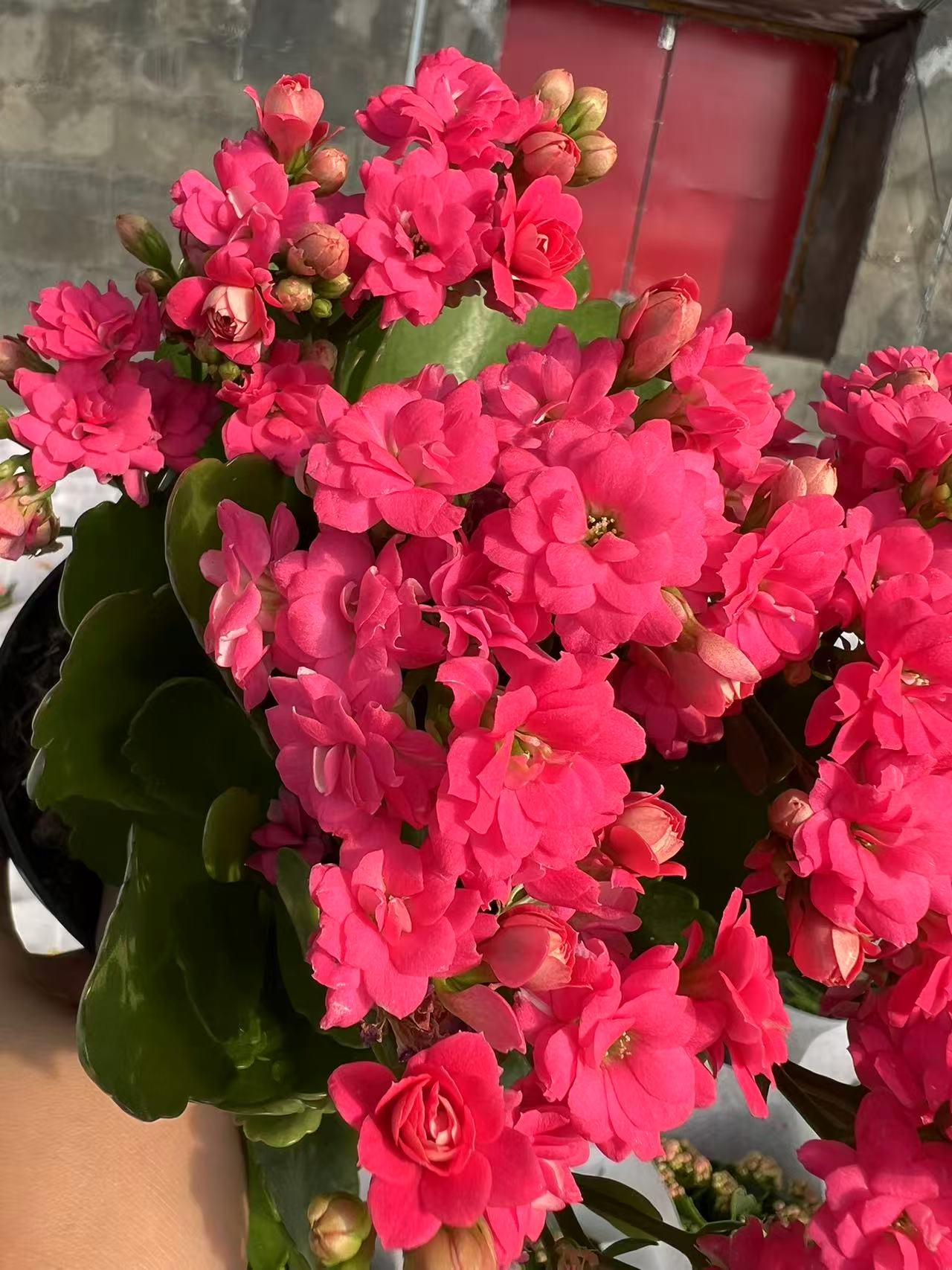 春晓  重瓣大花 多花苞