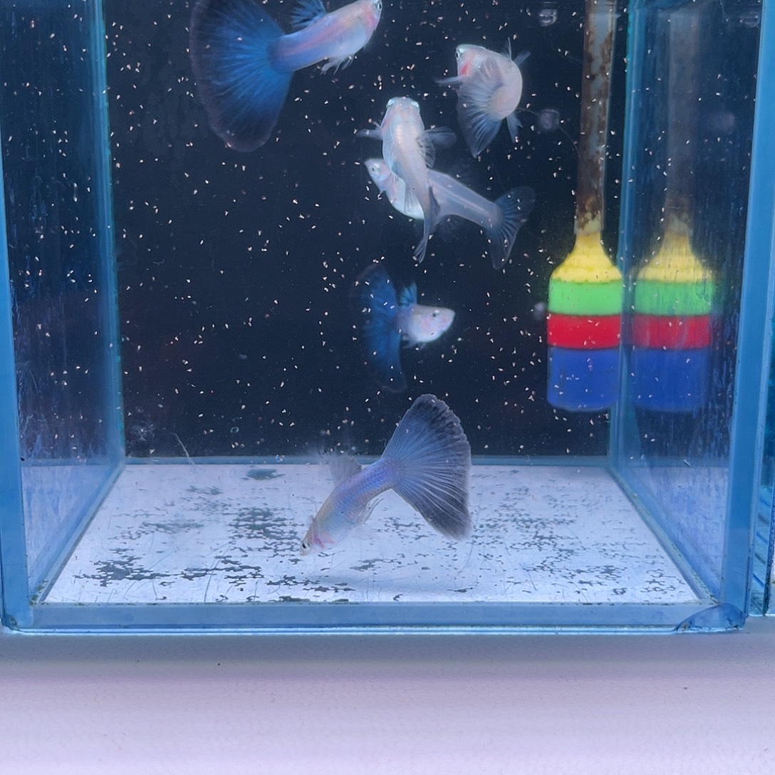 孔雀鱼黄化日本蓝3对