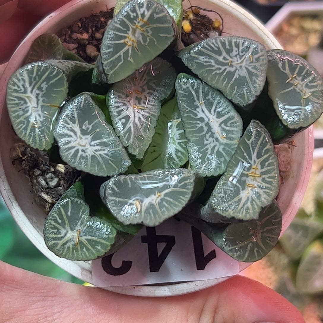 大窗雪国母本十二卷多肉植物