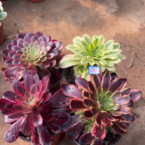 643多肉植物组合