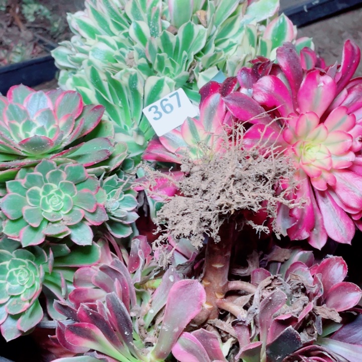 多肉植物组合367