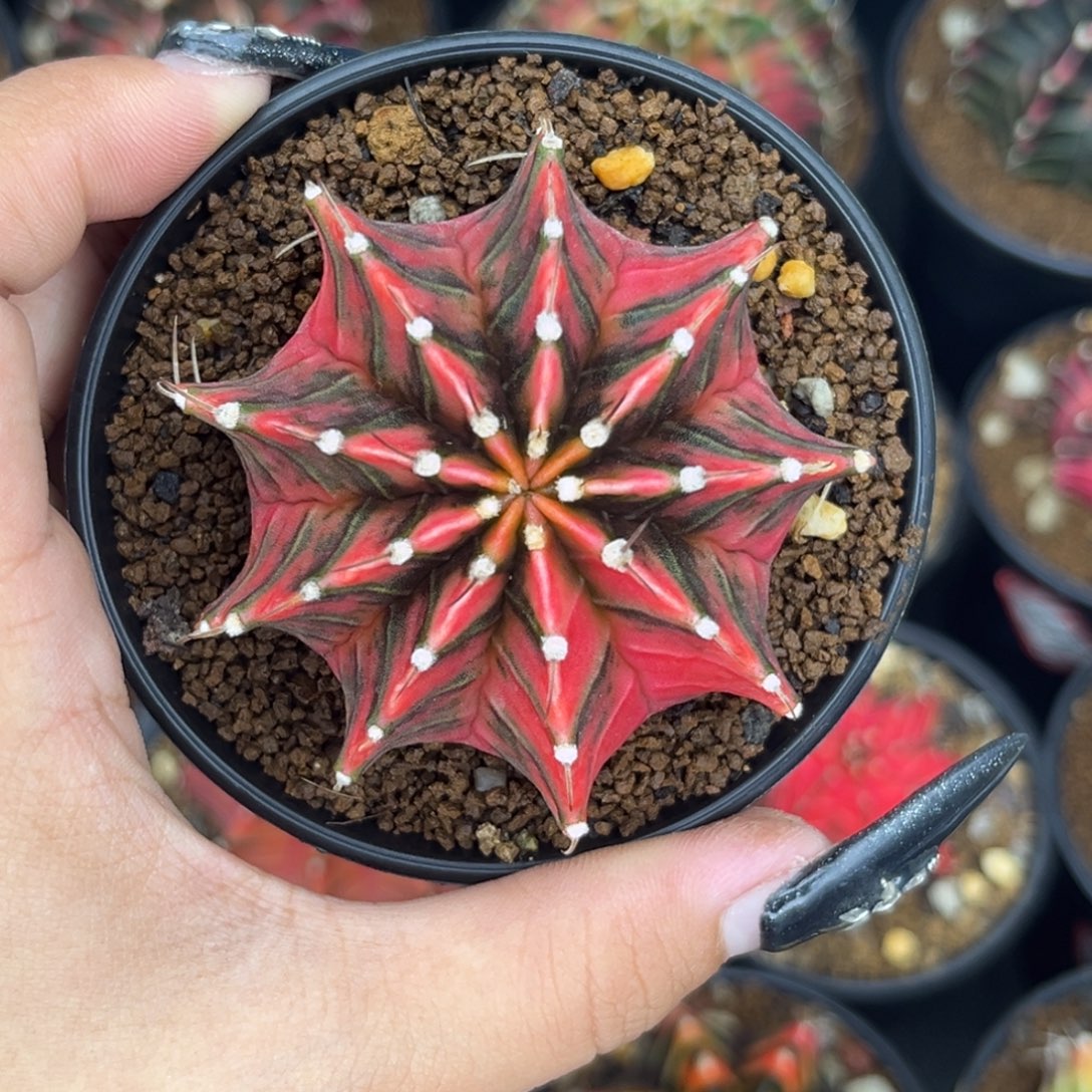 泰系红锦肋骨锦 带盆土发货